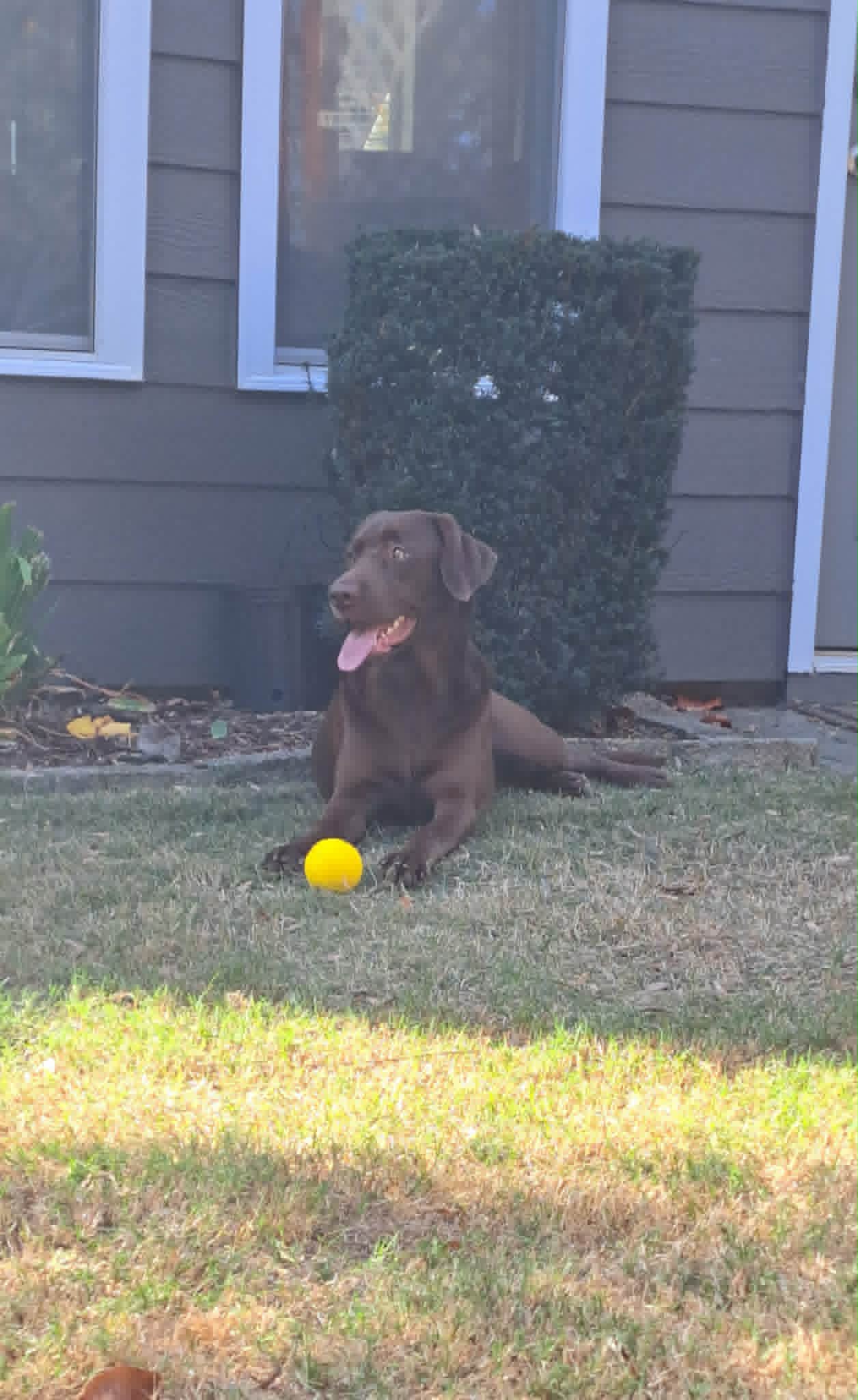 Coco resting with a ball in the yard