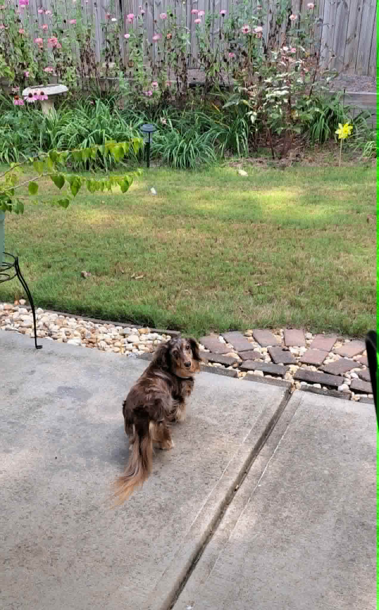 Dolly during playtime