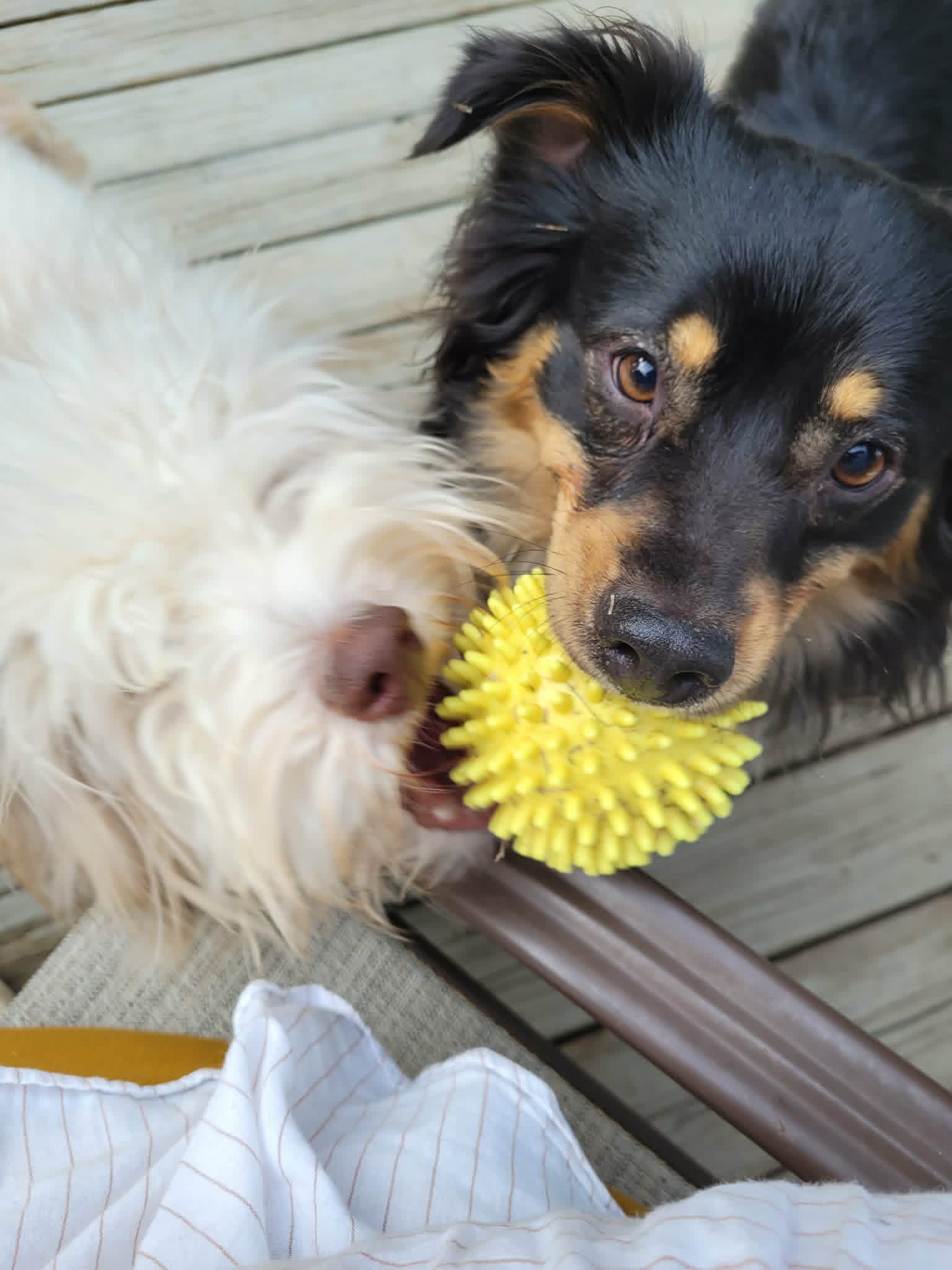 Philo and Cheese playing with a toy