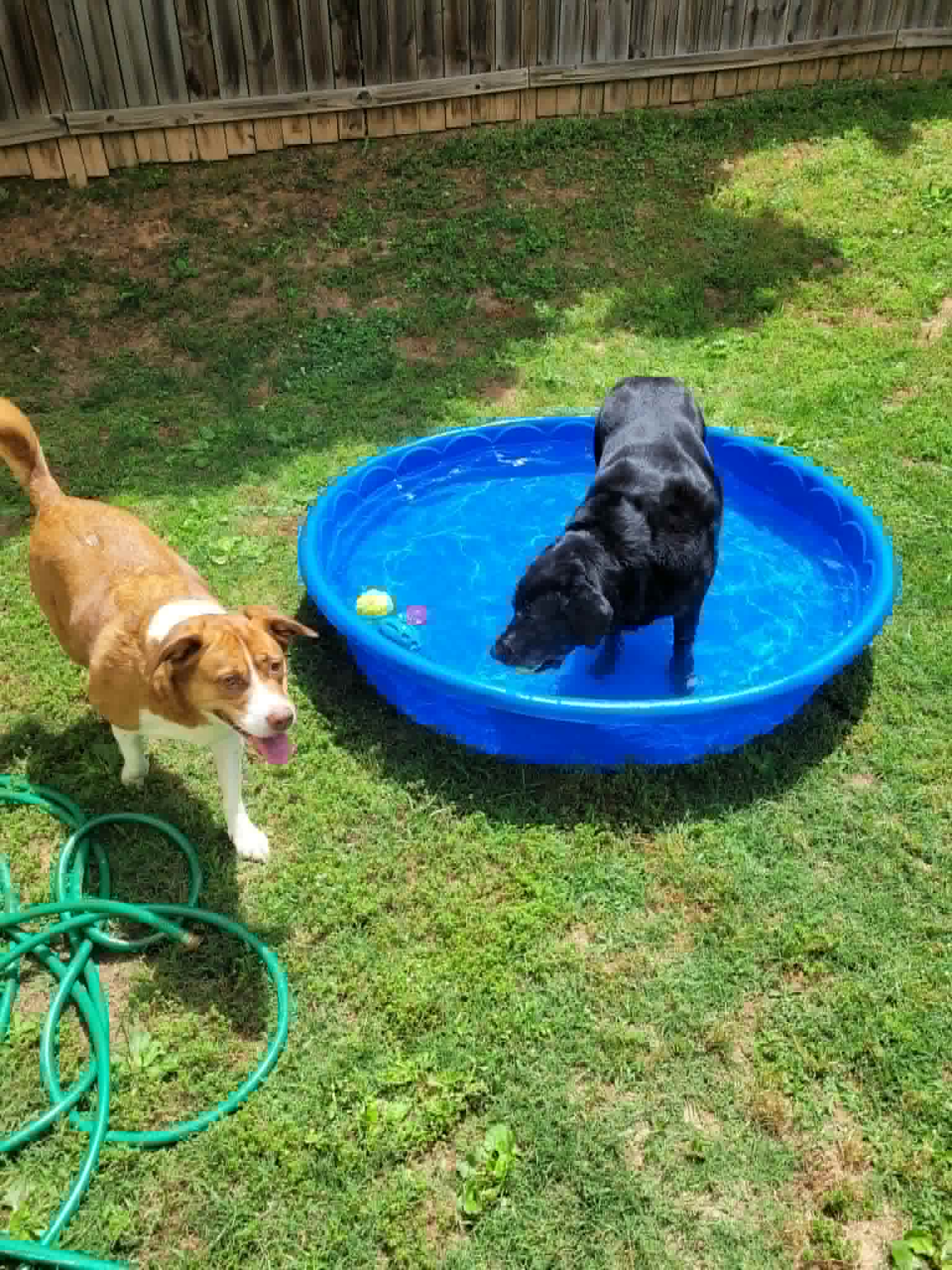 Fun pool playtime with two dogs