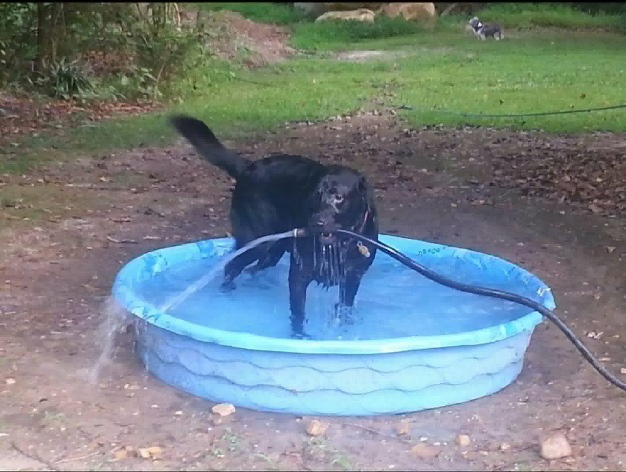 Reggie the dog - inspiration for Sit Stay Play Wilson NC